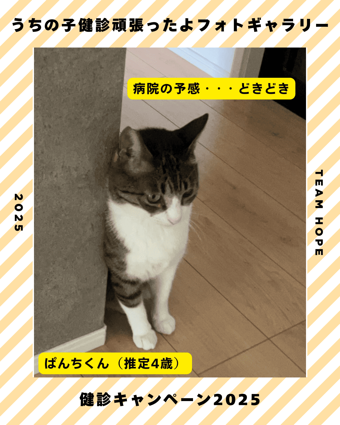 ぱんちくん（猫　推定4歳）