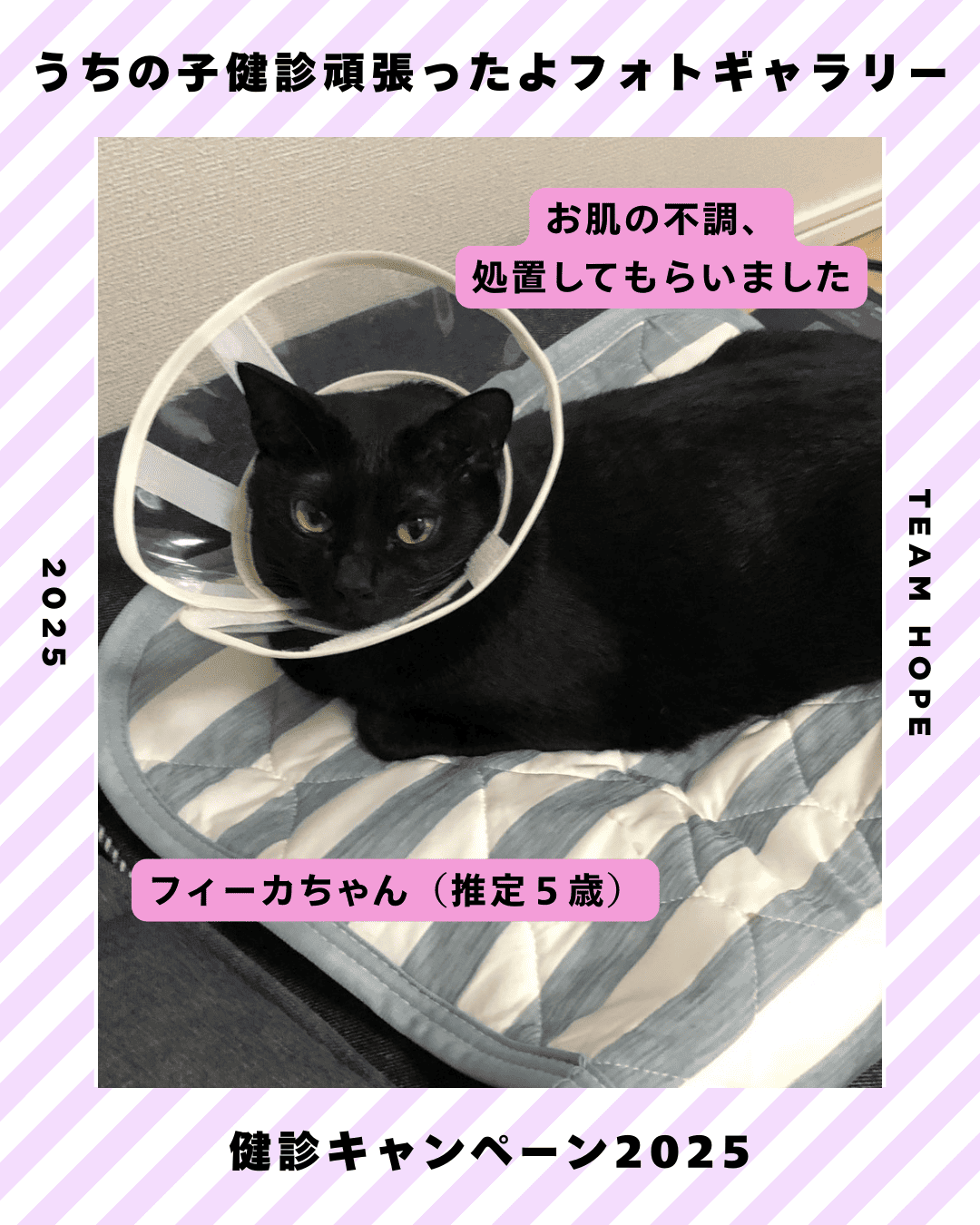 ふぃーかちゃん（猫　推定5歳）