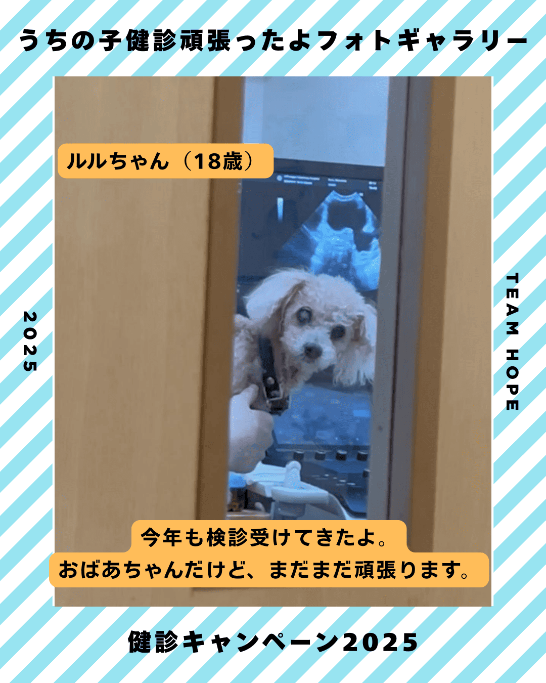 ルルちゃん（犬　18歳）