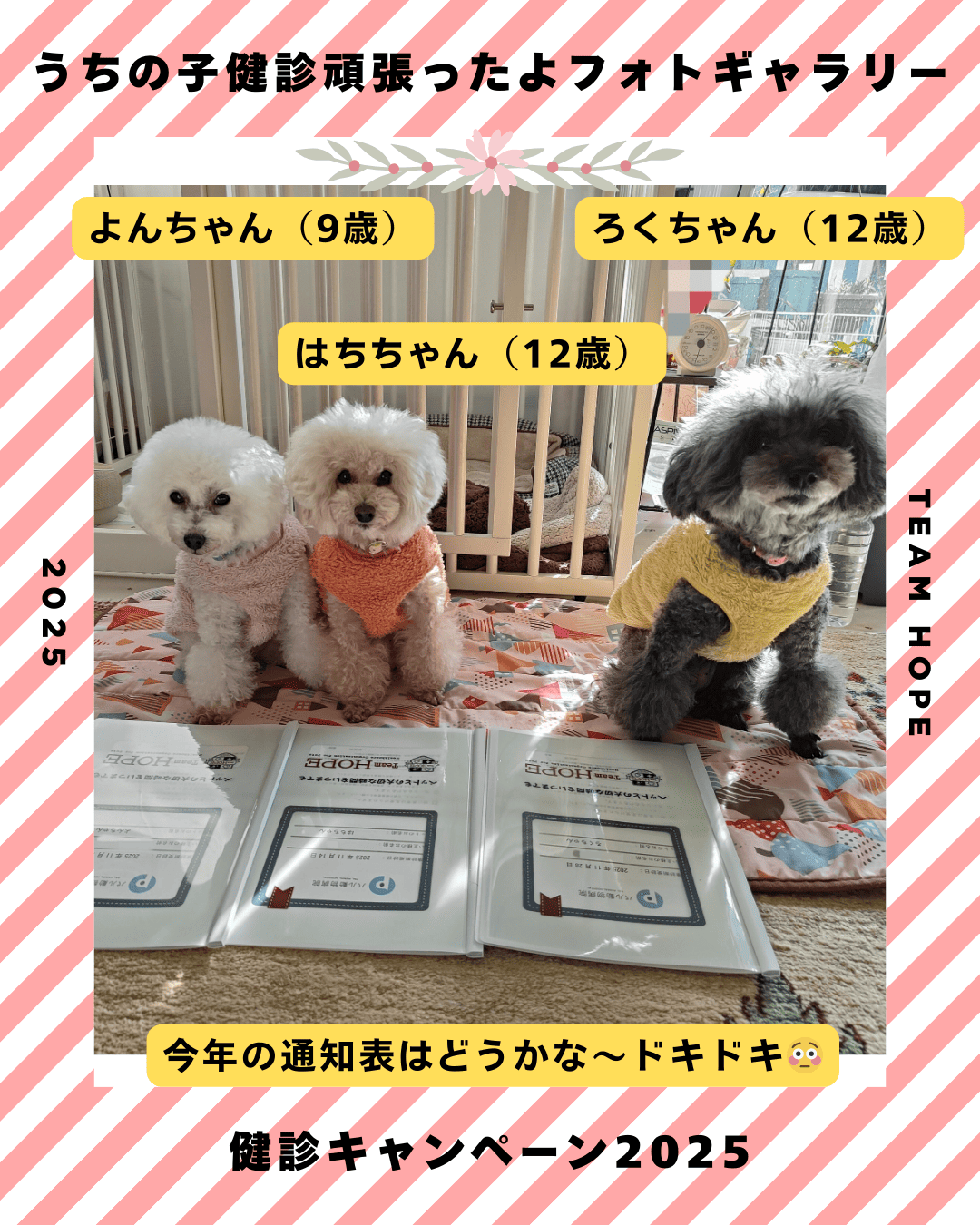 よんちゃん（犬　9歳）