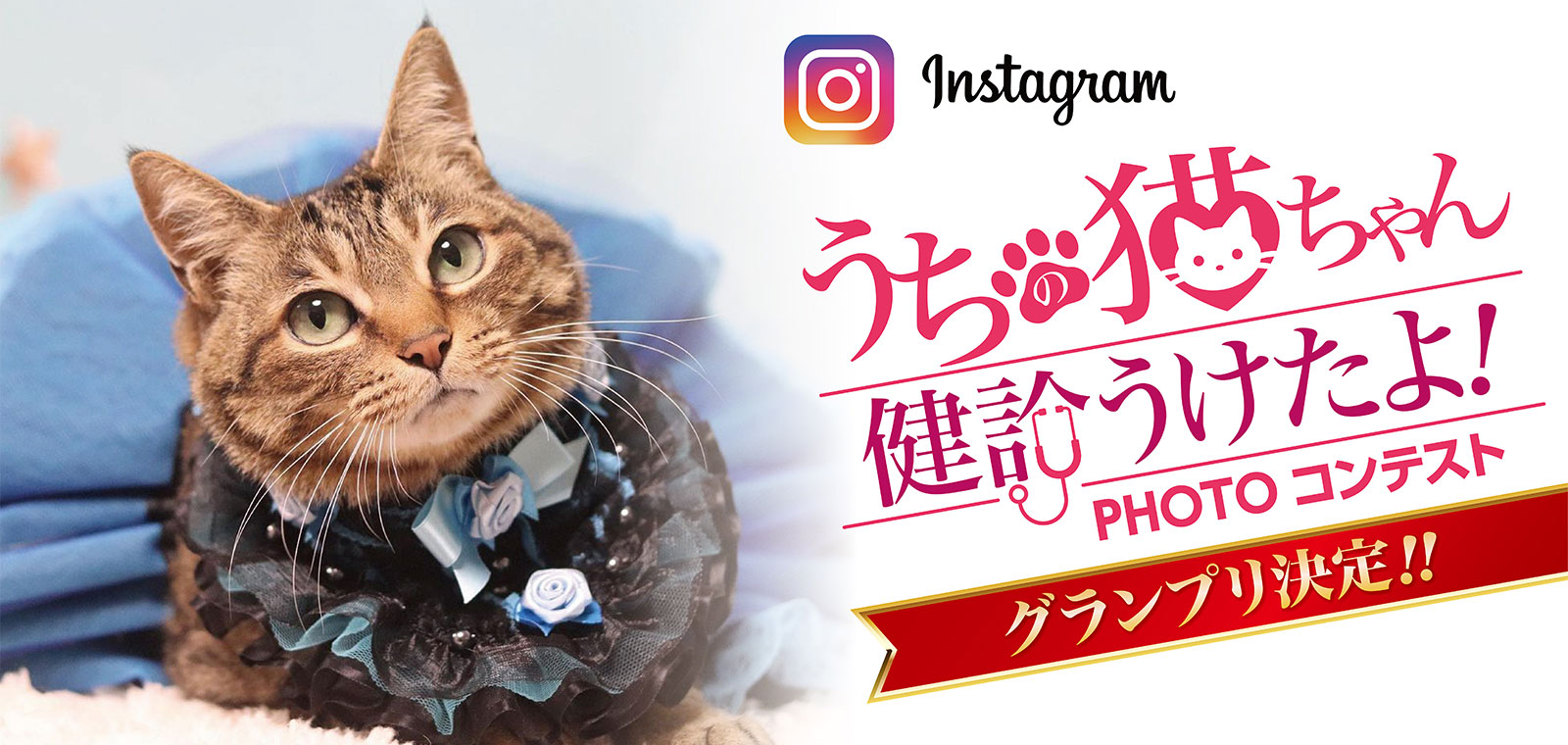 Instagram うちの猫ちゃん健診うけたよPHOTO コンテスト2022結果報告